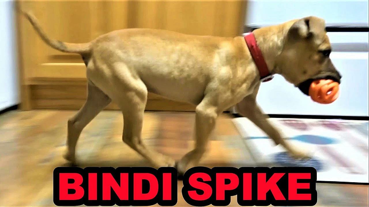 Bindi Learning Words.