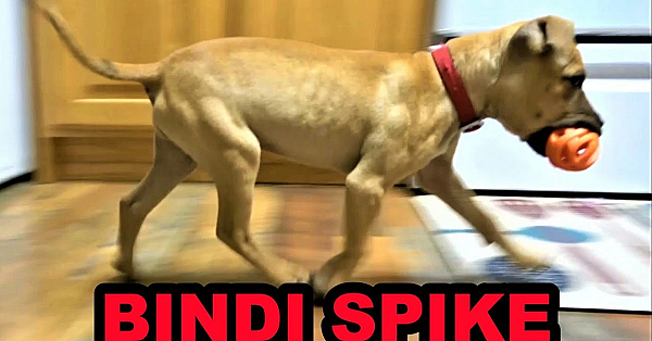 Bindi Learning Words.