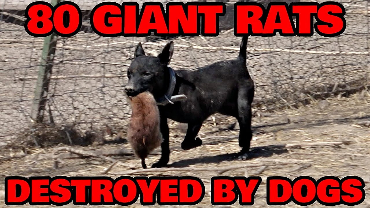Swarm Of 80 Giant Rats Cleaned Up By Dogs.