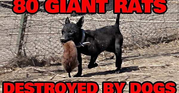 Swarm Of 80 Giant Rats Cleaned Up By Dogs.