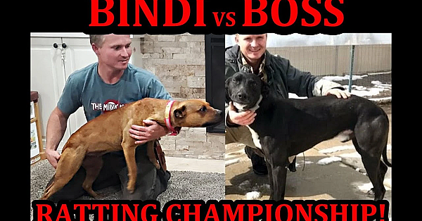 Bindi Vs Boss Ratting Championship!