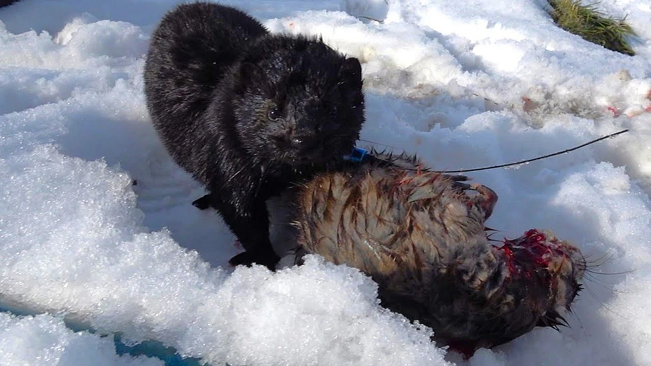 Rascal The Rugged Rat Wrangler.