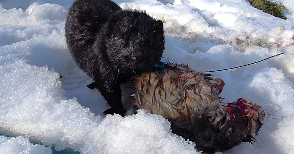 Rascal The Rugged Rat Wrangler.