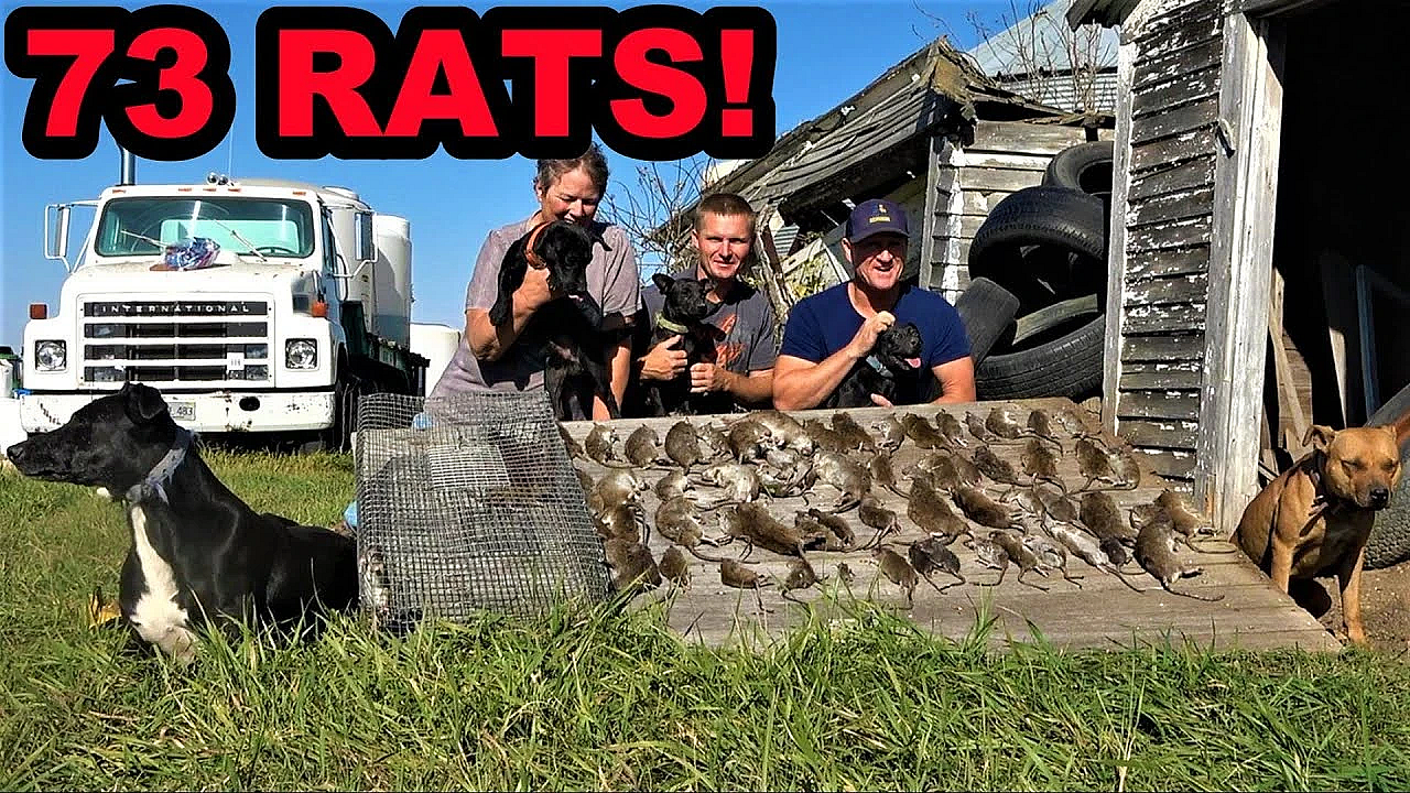 73 Rats Caught At Infested Farm!