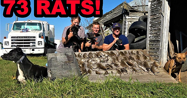 73 Rats Caught At Infested Farm!