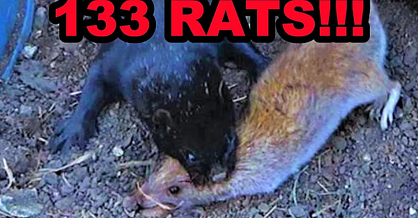 Mink And Dogs Obliterate 133 Rats!
