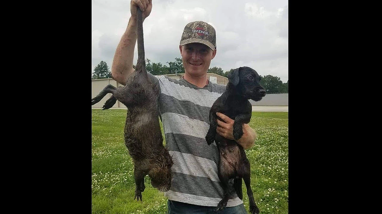 1st Nutria Hunt For Both Mink And Terrier!