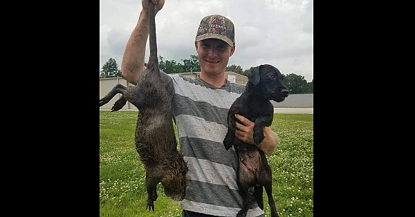 1st Nutria Hunt For Both Mink And Terrier!