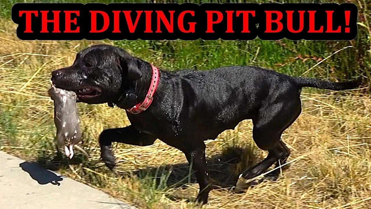 Grit's Crazy Dive While Hunting Rats