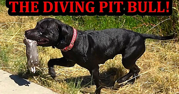 Grit's Crazy Dive While Hunting Rats