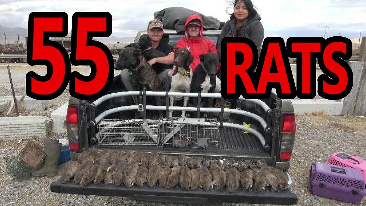 Local News Films Mink Man Ratting