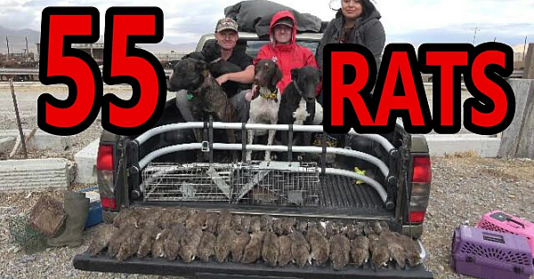 Local News Films Mink Man Ratting