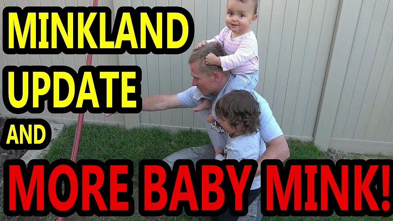 More Baby Mink, Minkland, And Rats Questions.