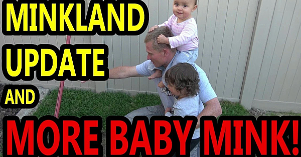 More Baby Mink, Minkland, And Rats Questions.