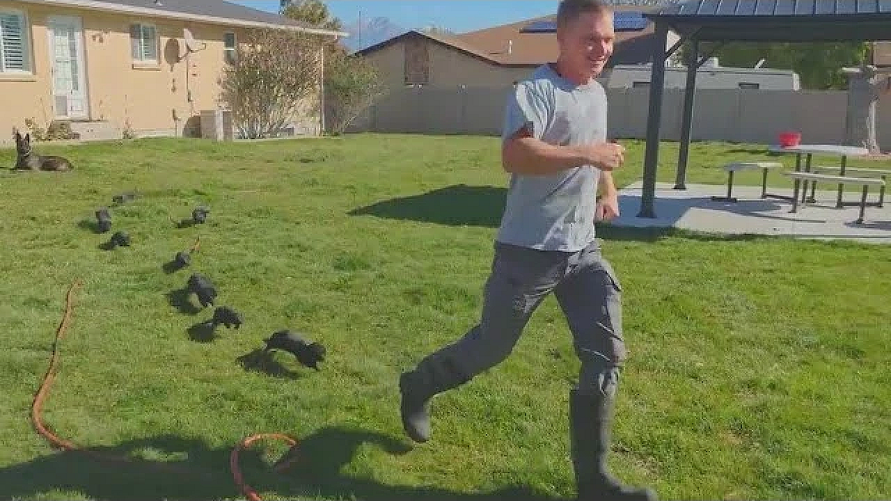 Ravenous Mink Madness!