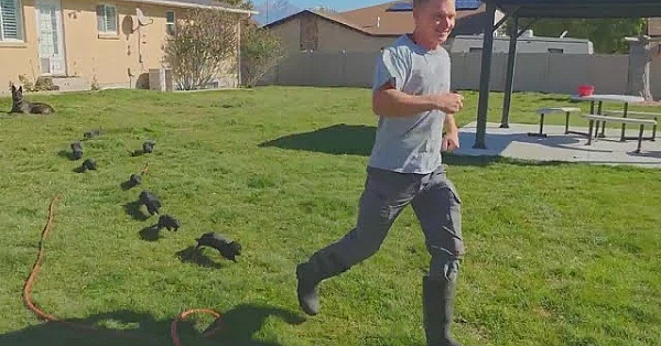 Ravenous Mink Madness!