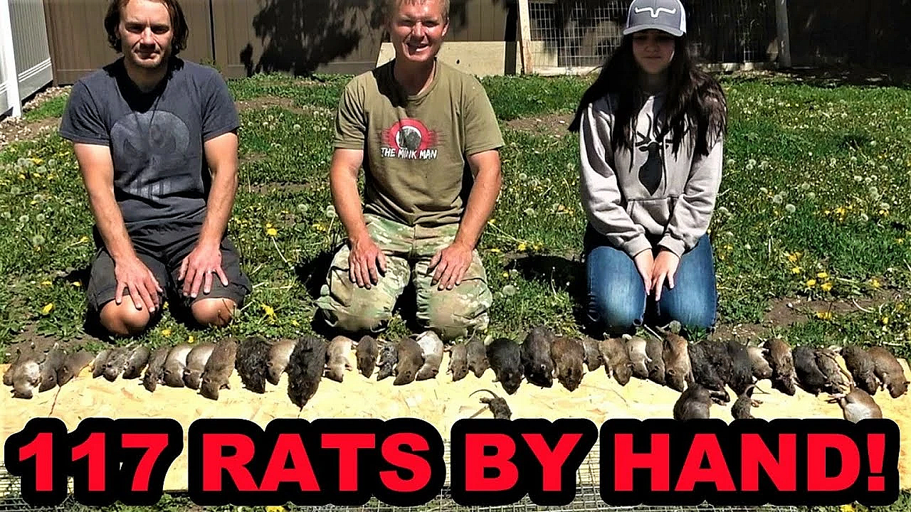 117 Rats Caught By Hand!!!