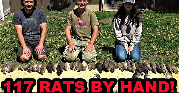 117 Rats Caught By Hand!!!
