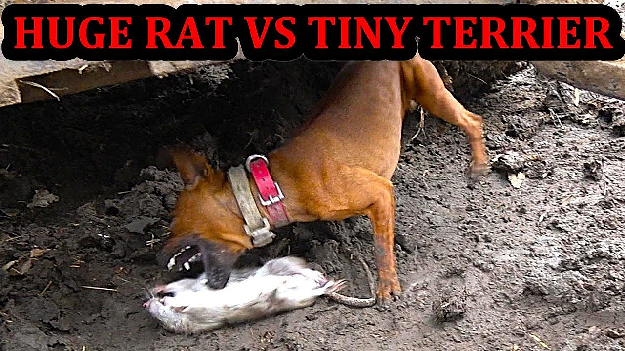 Final Day Ratting At The New Farm