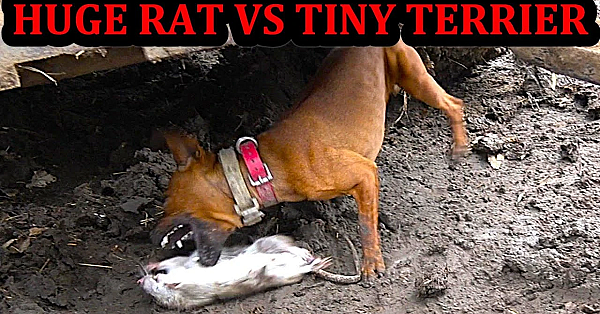 Final Day Ratting At The New Farm