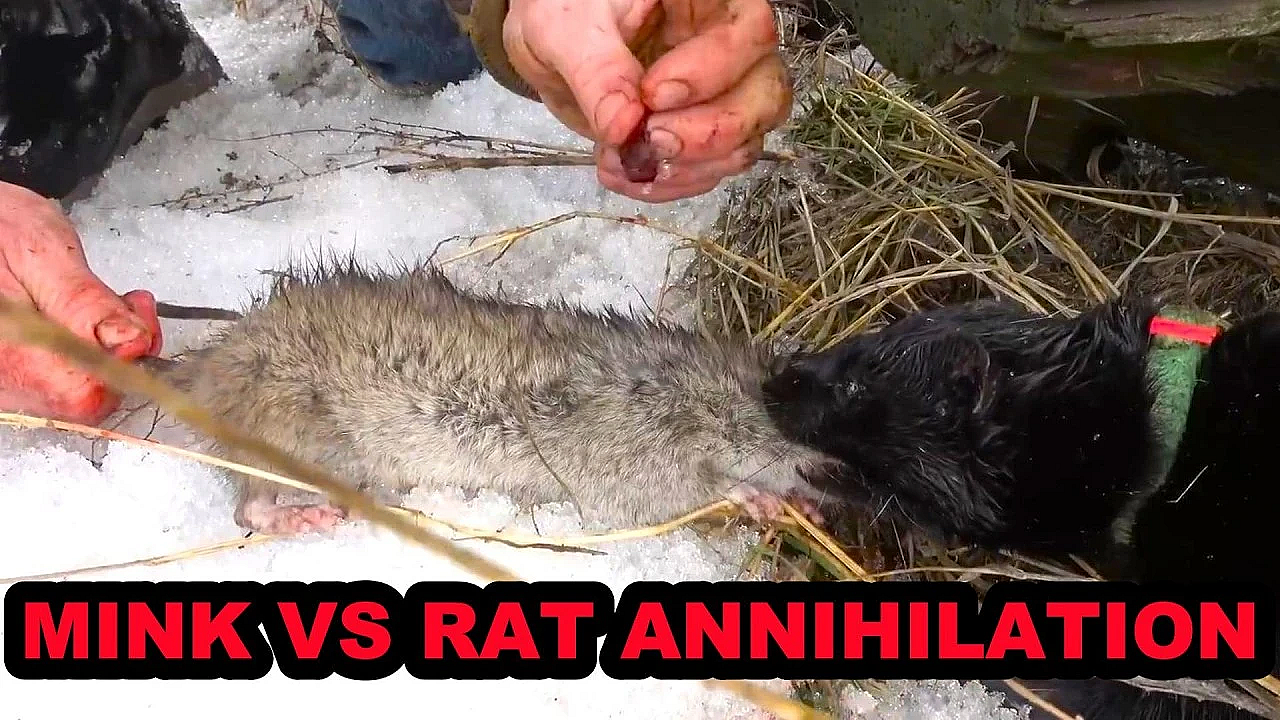 Mink And Dogs Destroy 80 Rats!