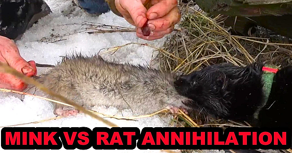 Mink And Dogs Destroy 80 Rats!