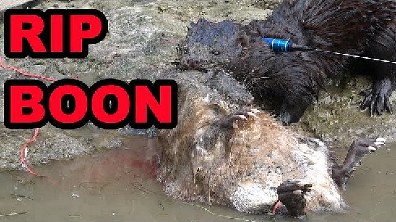 Boon's Remains Finally Found :-(