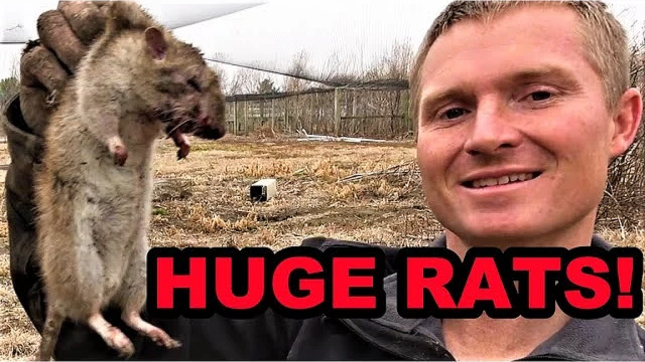 Huge Rats Vs Mink And Dogs