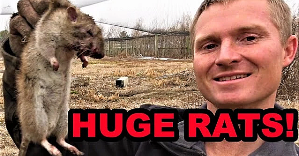 Huge Rats Vs Mink And Dogs