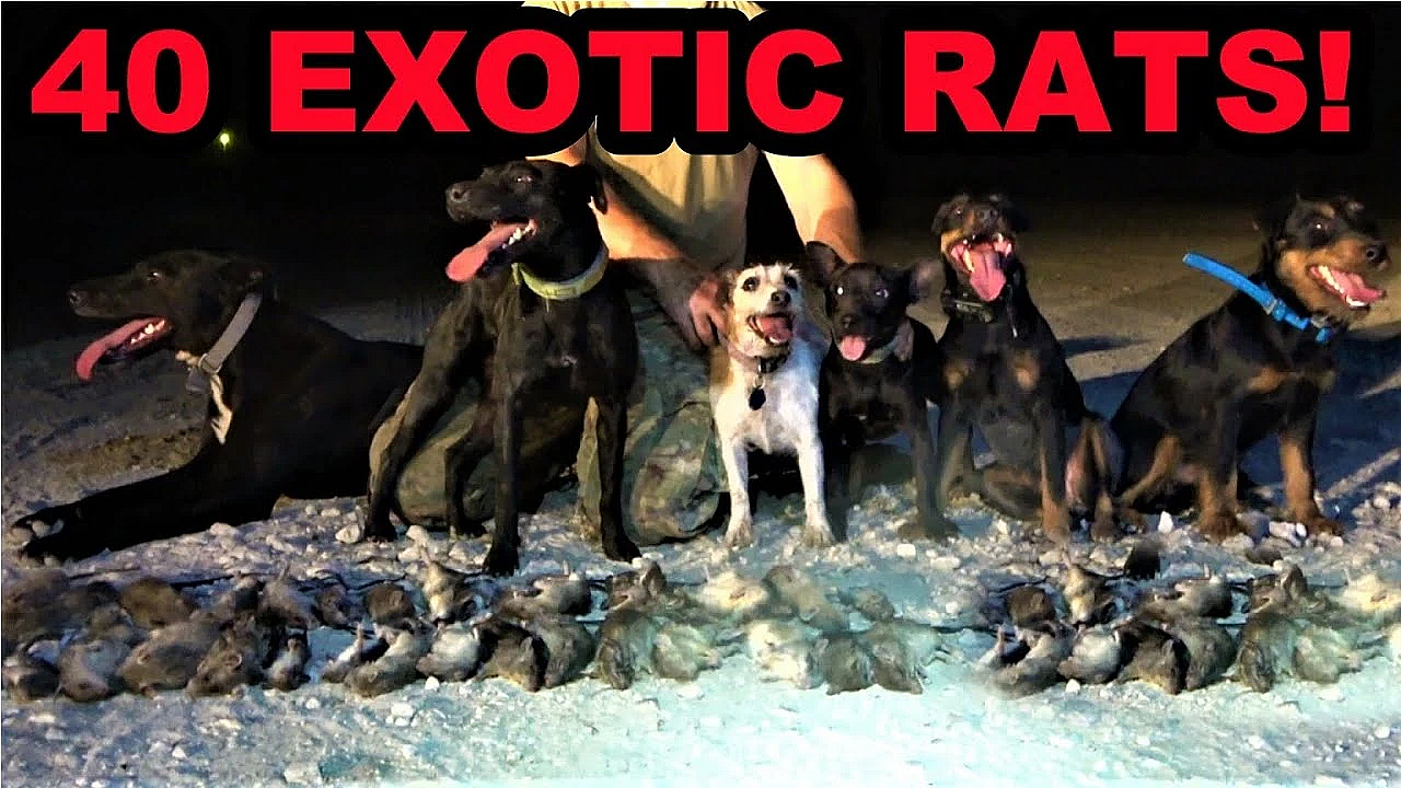 Annihilating An Exotic Rat Species!