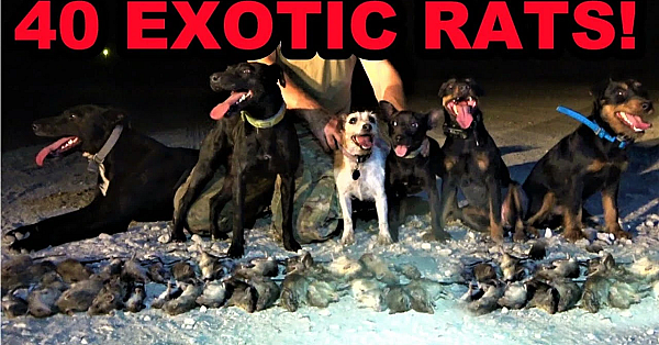 Annihilating An Exotic Rat Species!