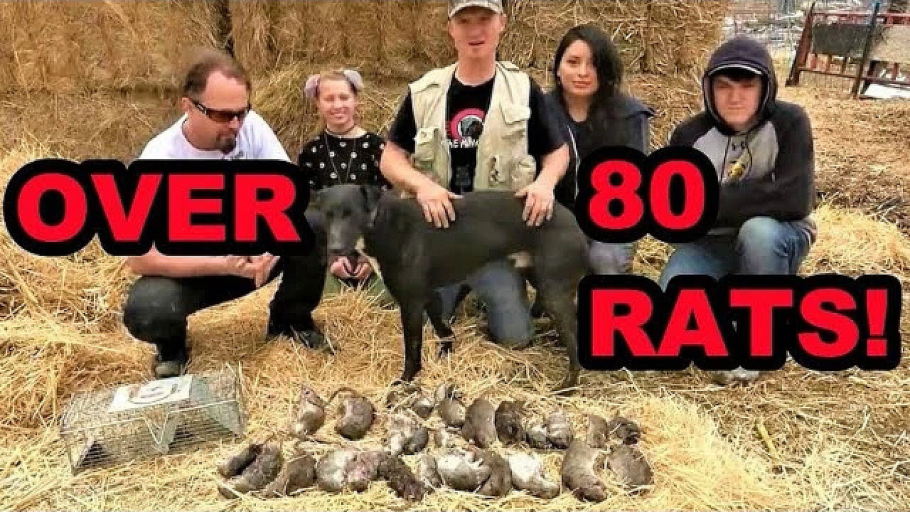 Winning The Rat War!!!