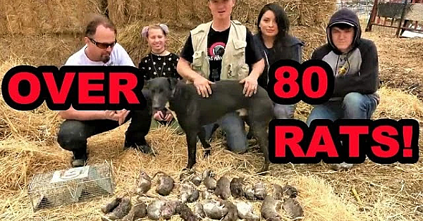 Winning The Rat War!!!