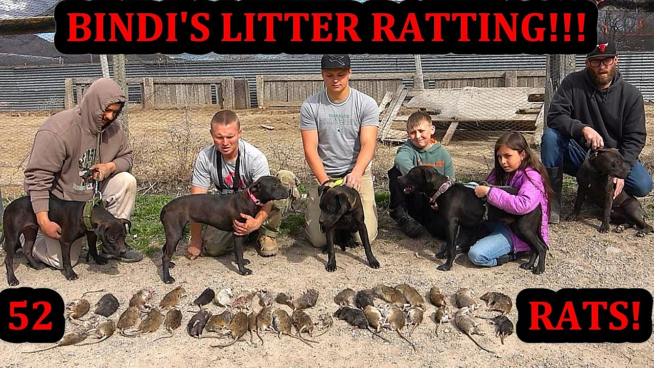 52 Rats Vs 5 Young Pit Bulls! Bindi's Entire Litter Ratting!