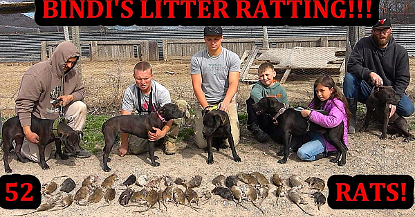 52 Rats Vs 5 Young Pit Bulls! Bindi's Entire Litter Ratting!