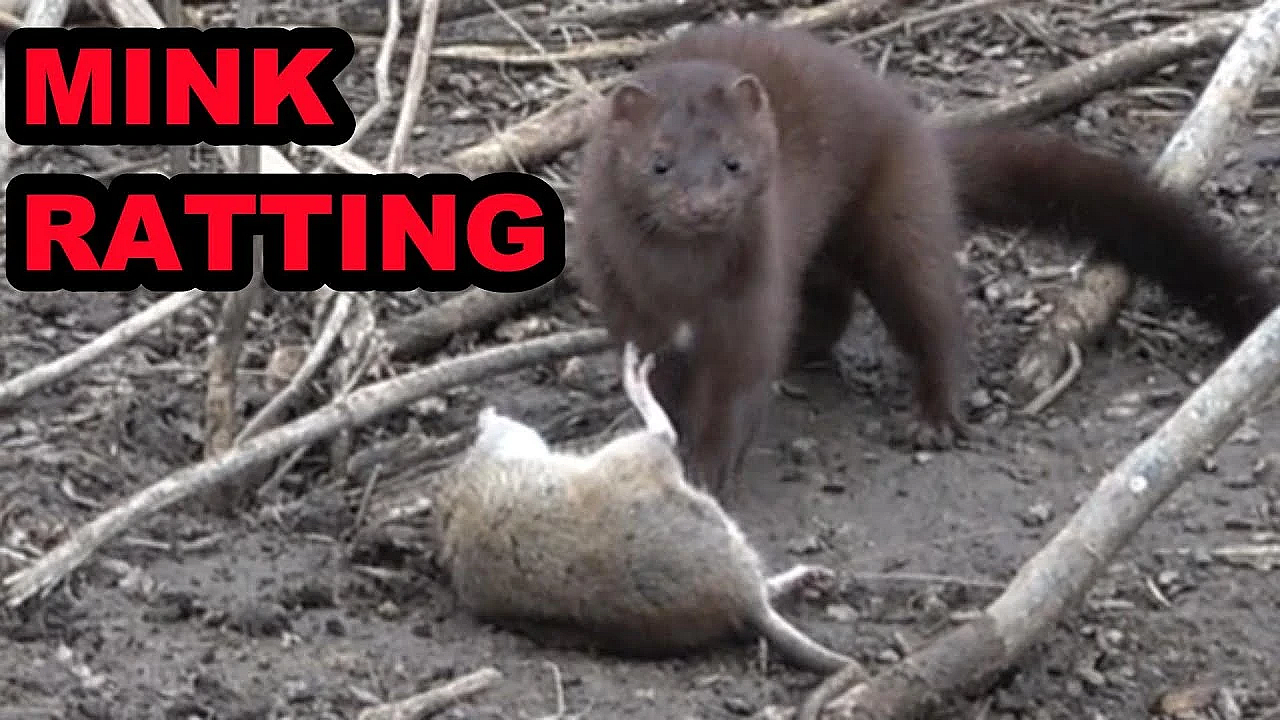 Mink Cleaning Up The Last Of The Rats