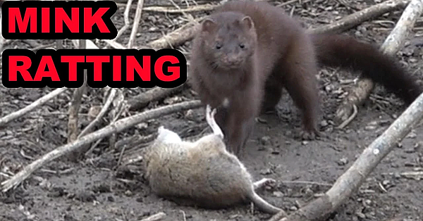 Mink Cleaning Up The Last Of The Rats