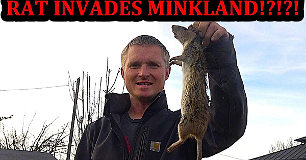 Rat Tries To Invade Minkland!