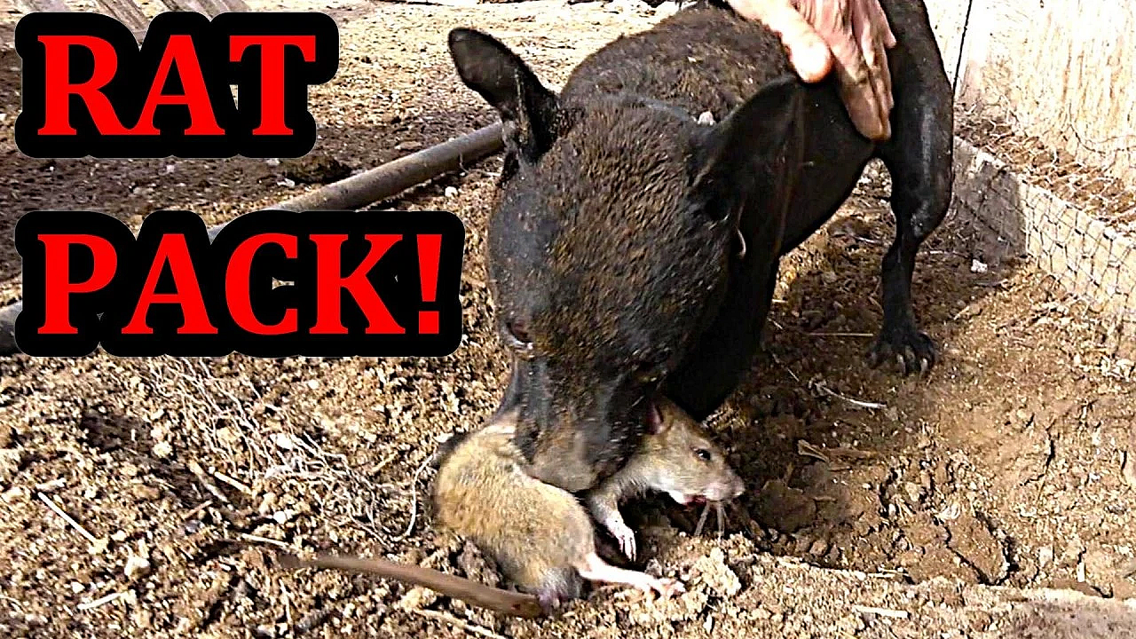What Happens when Trained Mink and Dogs Work Together to Clean Up Rat Infestation?