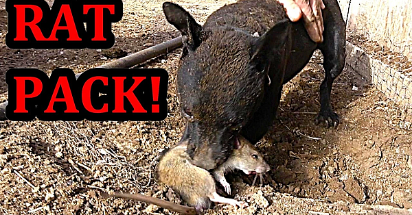What Happens when Trained Mink and Dogs Work Together to Clean Up Rat Infestation?