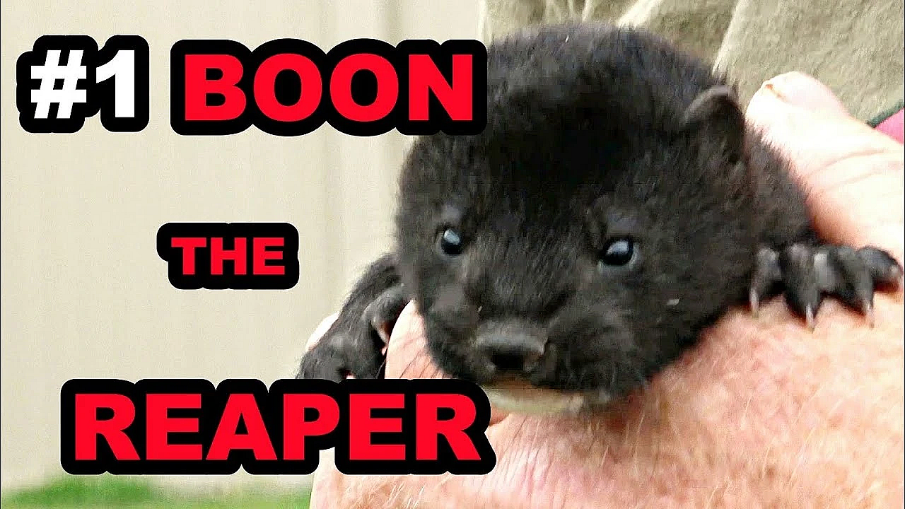Baby Boon: The Beginning Of A Legend!