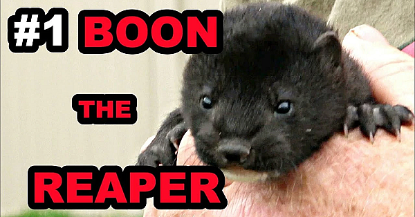 Baby Boon: The Beginning Of A Legend!