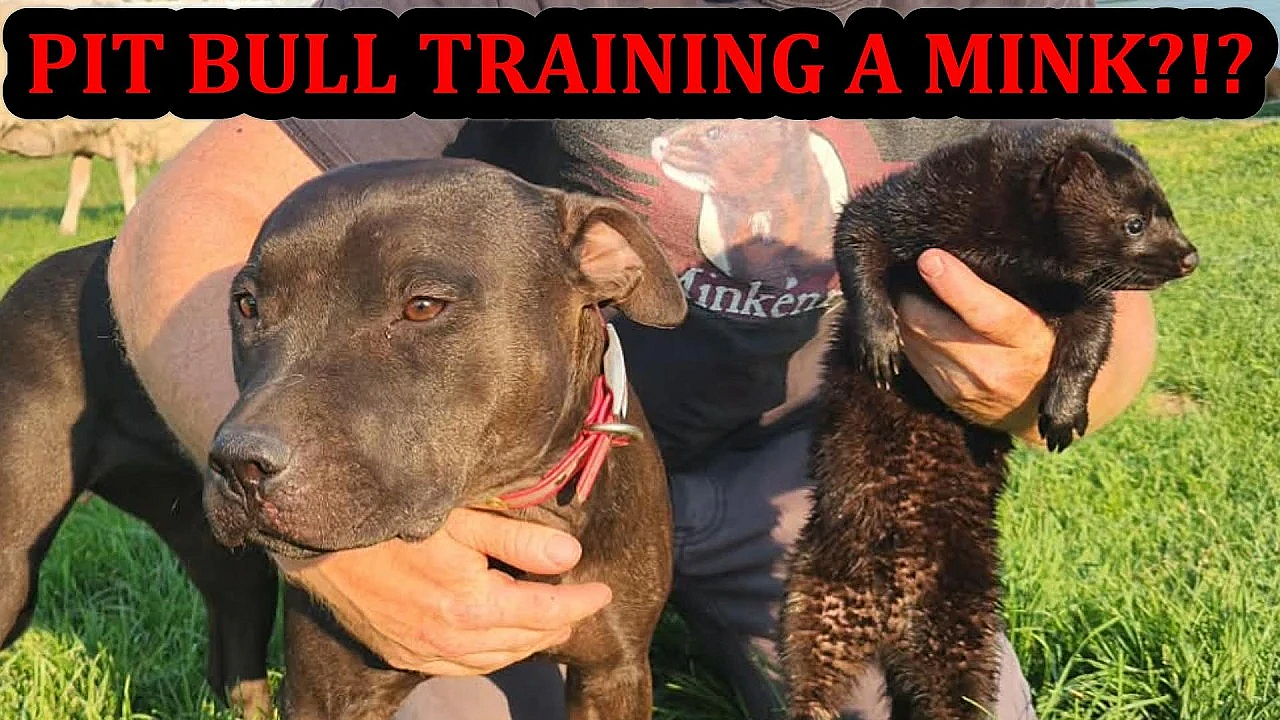 Grit the Pit Bull Training Thunder the Mink