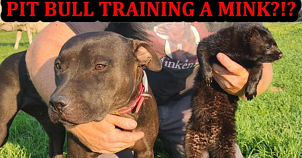 Grit the Pit Bull Training Thunder the Mink