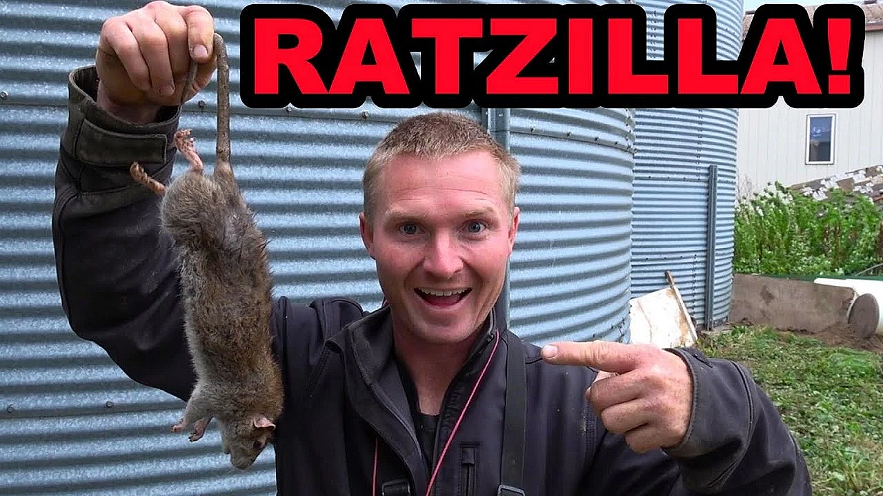 Back To Ratting At The Grainfarm! Cleanup Time At Last!!!