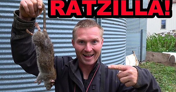 Back To Ratting At The Grainfarm! Cleanup Time At Last!!!