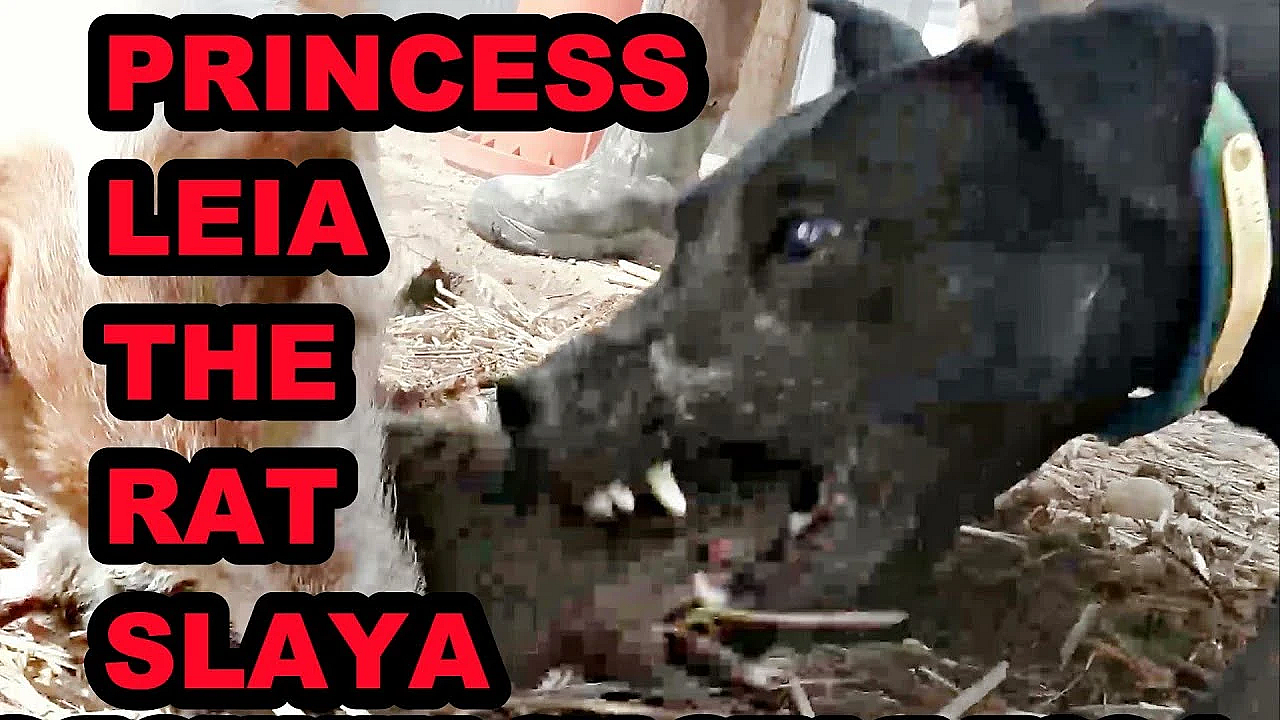 Princess Leia The Rat Slaya!!!