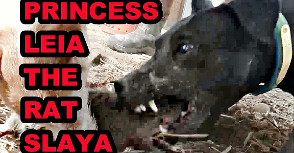 Princess Leia The Rat Slaya!!!