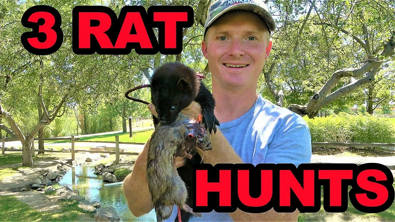 Boon The Rat Retriever