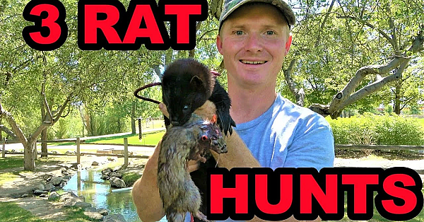 Boon The Rat Retriever